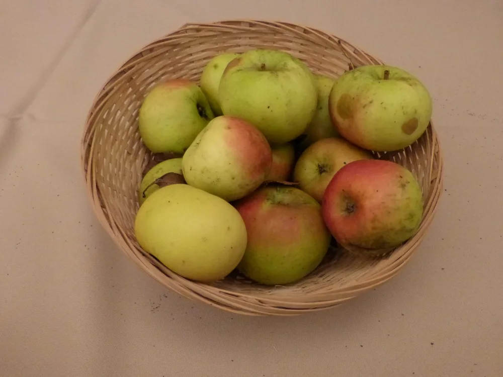 Petit Doucet (fruit).