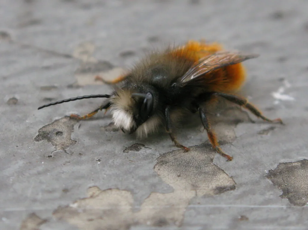 L’osmie cornue (Osmia cornuta) 