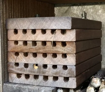 Abri à tiroirs pour les osmies