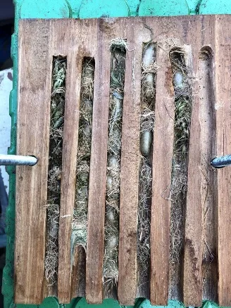 Tiroir à osmies bien occupé