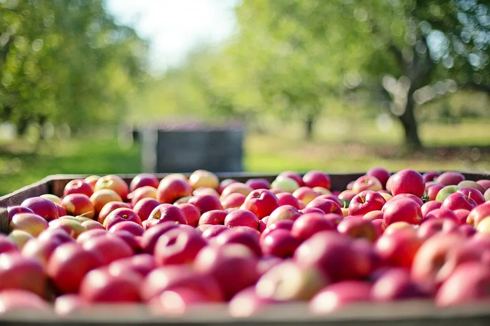 Fete de la pomme à Criel sur Mer