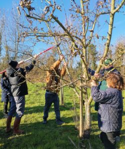 Cours de taille de pommiers - Merval