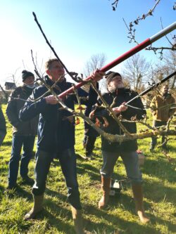 Cours de taille de pommiers - Merval